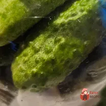 Step 10