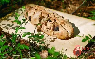 Пшенично-Житній Хліб Із Ізюмом Та Кмином