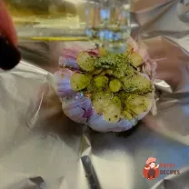 Step 7