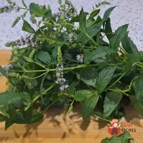 Step 7