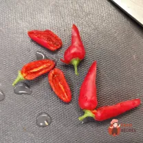 Step 7