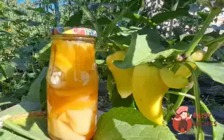 Солодкий Перець На Зиму