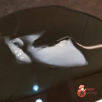 Step 9