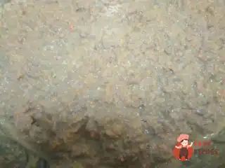 Паштет з яловичої печінки з морквою та цибулею