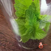 Step 5