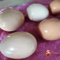 Step 6
