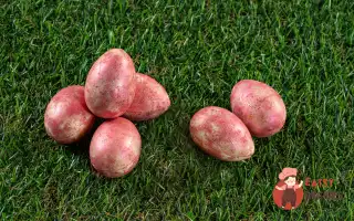 Маленькі шоколадні яйця з солоною карамеллю